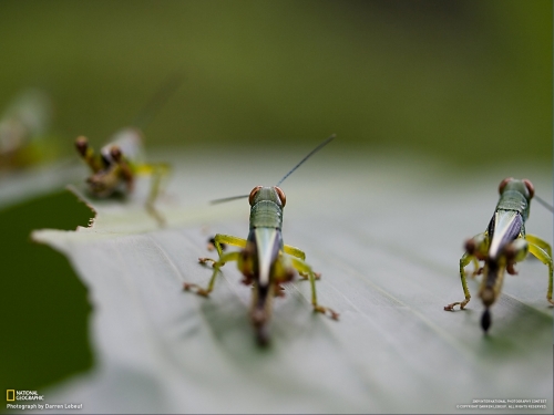 National Geography Animals wallpapers (80 wallpapers)