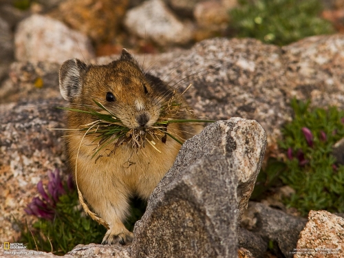 National Geography Animals wallpapers (80 wallpapers)