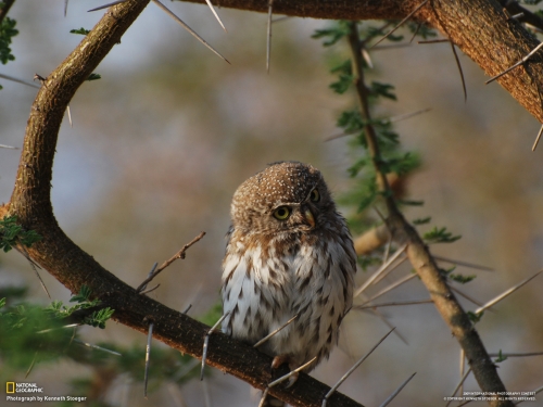 National Geography Animals wallpapers (80 wallpapers)