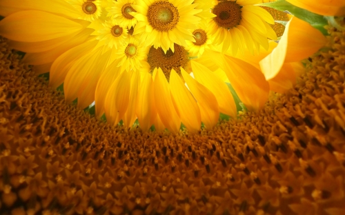 Beautiful Sunflowers Wallpapers (40 wallpapers)