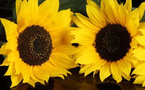 Beautiful Sunflowers Wallpapers (40 wallpapers)