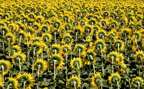 Beautiful Sunflowers Wallpapers (40 wallpapers)