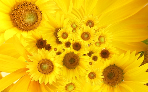 Beautiful Sunflowers Wallpapers (40 wallpapers)