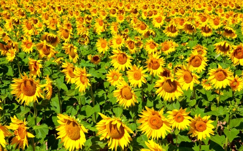 Beautiful Sunflowers Wallpapers (40 wallpapers)