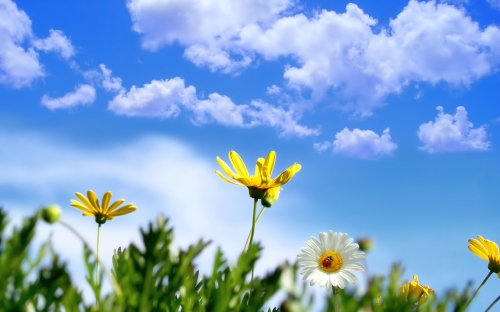 Flowers WideScreen Wallpapers 14 (90 wallpapers)