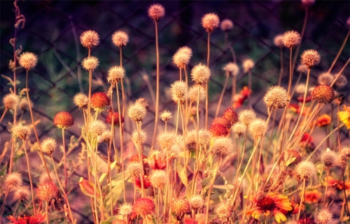 Flowers WideScreen Wallpapers 14 (90 wallpapers)