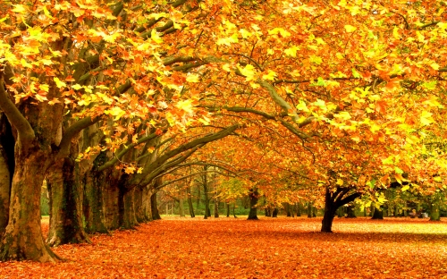 Autumn wallpaper (54 wallpapers)