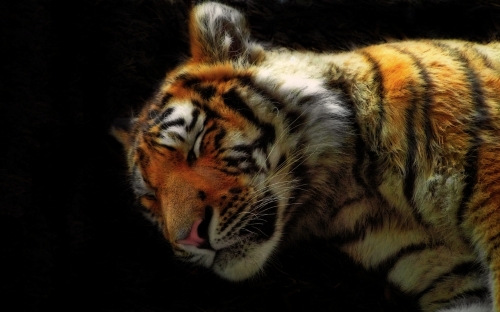 Animals WideScreen Wallpapers #22 (64 wallpapers)