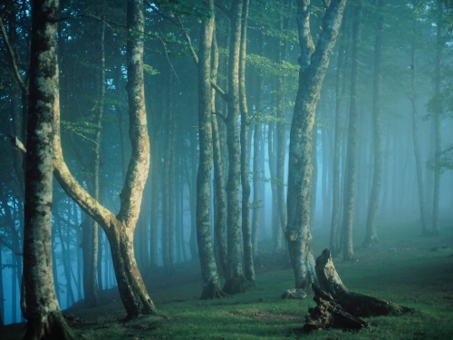 Forest landscape (selection No. 1) (55 wallpapers)