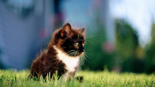 Beautiful Cats Full HDTV Wallpapers (50 wallpapers)