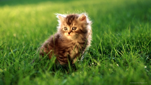 Beautiful Cats Full HDTV Wallpapers (50 wallpapers)