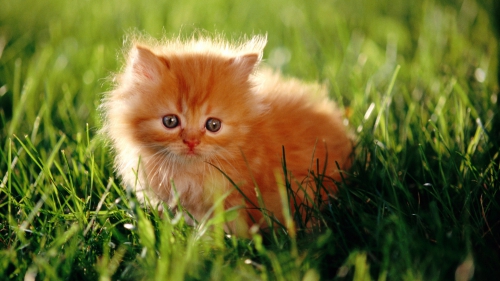 Beautiful Cats Full HDTV Wallpapers (50 wallpapers)