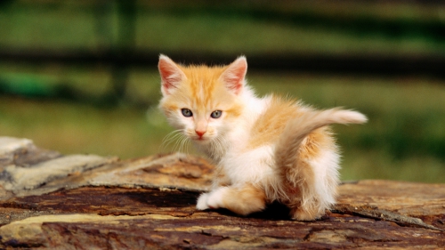 Beautiful Cats Full HDTV Wallpapers (50 wallpapers)