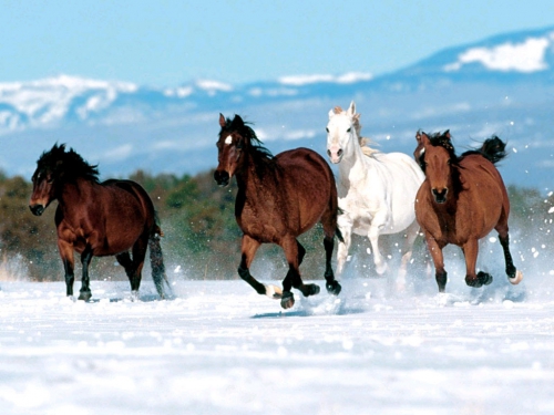 Horses (63 wallpapers)