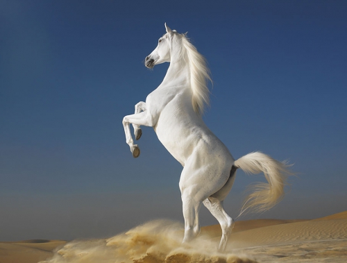 Horses (63 wallpapers)