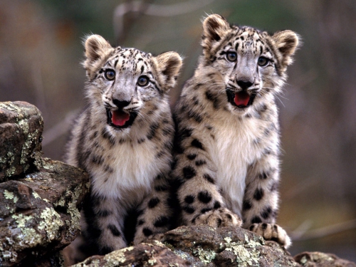 Amazing Animals Wallpapers (100 wallpapers)