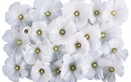 Wallpapers - White Flowers Pack (40 wallpapers)