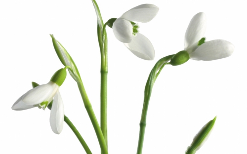 Wallpapers - White Flowers Pack (40 wallpapers)