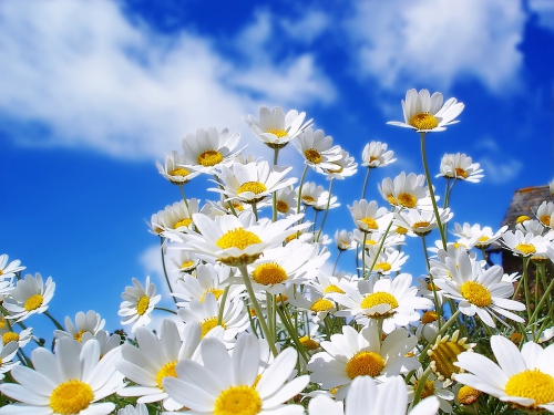 Wallpapers - White Flowers Pack (40 wallpapers)