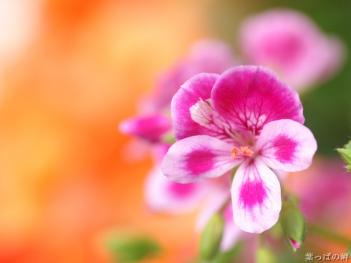 Flowers Wallpapers (8) (150 wallpapers)