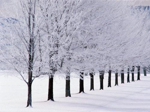 Beautiful Winter Wallpapers (270 wallpapers)