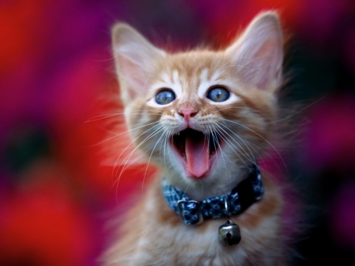 Wallpapers - Funny Cats Pack#8 (85 wallpapers)