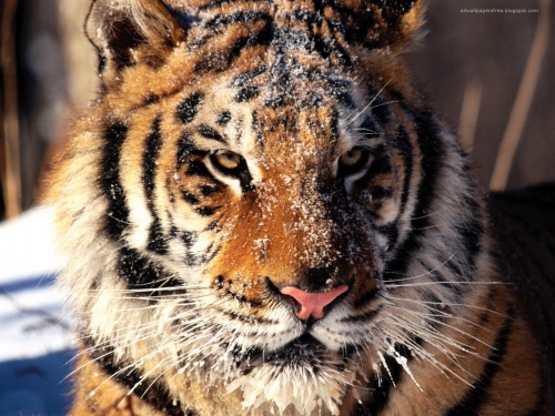 Amazing Wildlife Predators Wallpapers (60 wallpapers)