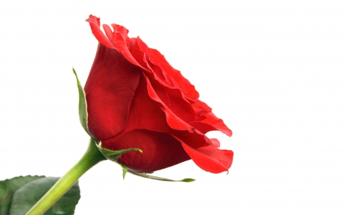 Roses Best Lovers Pack Wide Wallpapers (30 wallpapers)