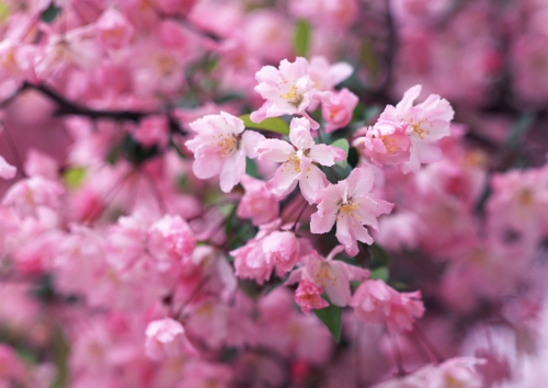 Beautiful Blooming Scenery Wide Screen Wallpapers (30 wallpapers)