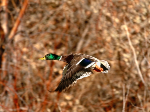 Amazing Birds Wallpapers (100 wallpapers)