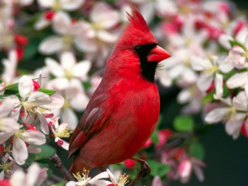 Amazing Birds Wallpapers (100 wallpapers)