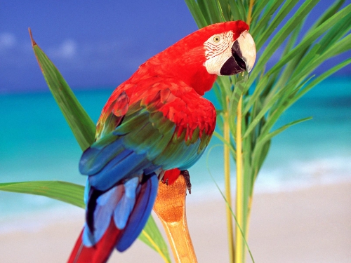 Amazing Birds Wallpapers (100 wallpapers)