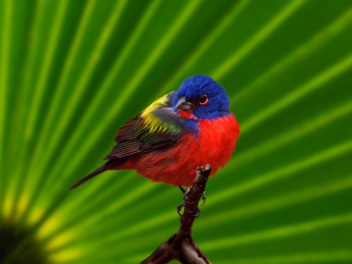 Amazing Birds Wallpapers (100 wallpapers)