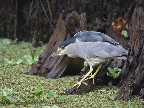 Amazing Birds Wallpapers (100 wallpapers)