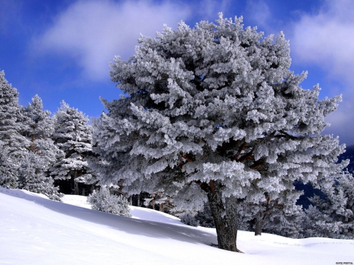 Beautiful Winter Wallpapers (155 wallpapers)