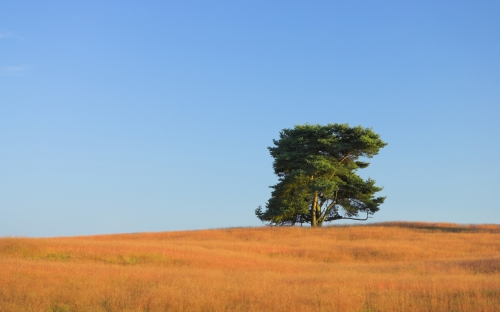 Nature Landscape (100 wallpapers)