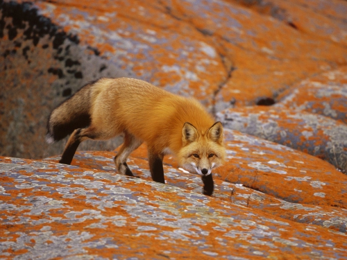 Beautiful foxes (100 wallpapers)