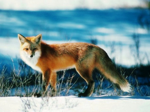 Beautiful foxes (100 wallpapers)