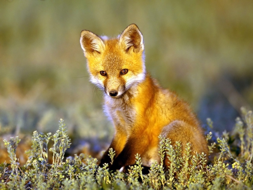 Beautiful foxes (100 wallpapers)