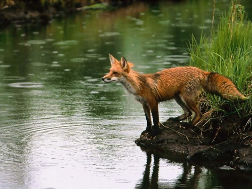 Beautiful foxes (100 wallpapers)