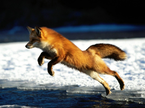 Beautiful foxes (100 wallpapers)