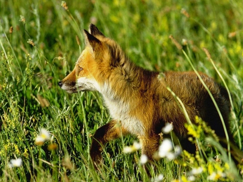 Beautiful foxes (100 wallpapers)