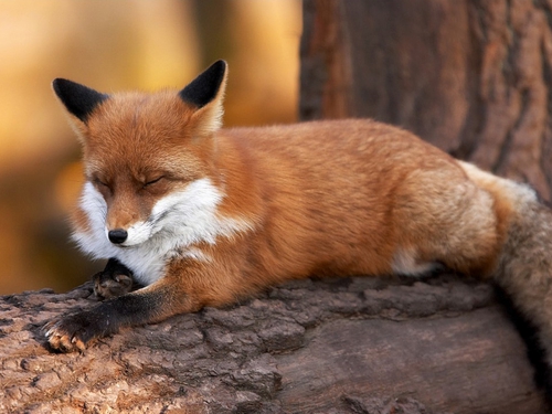 Beautiful foxes (100 wallpapers)