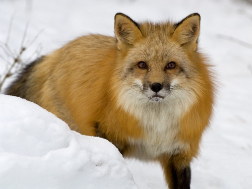 Beautiful foxes (100 wallpapers)