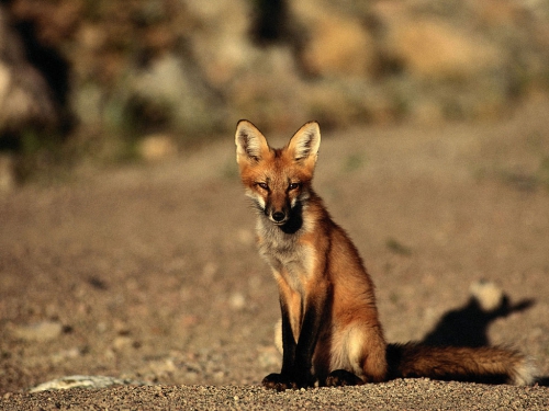 Beautiful foxes (100 wallpapers)