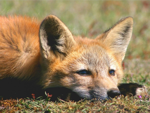 Beautiful foxes (100 wallpapers)