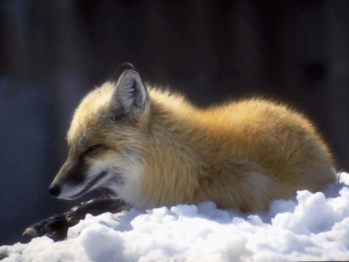 Beautiful foxes (100 wallpapers)