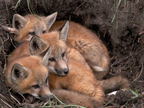 Beautiful foxes (100 wallpapers)