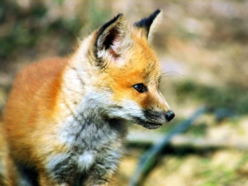 Beautiful foxes (100 wallpapers)