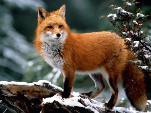 Beautiful foxes (100 wallpapers)